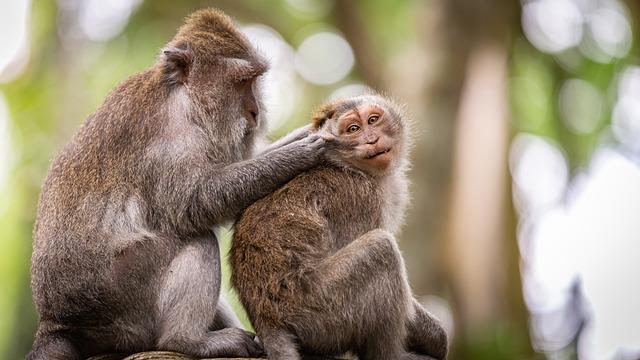 Pravidelný grooming: Klíč k menšímu pelichání