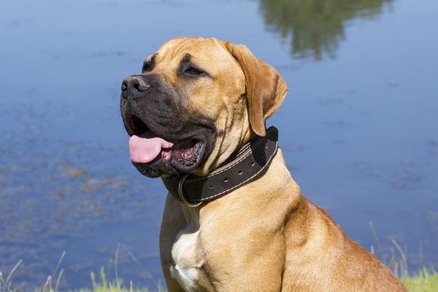 Výhody vlastnictví Boerboel feny