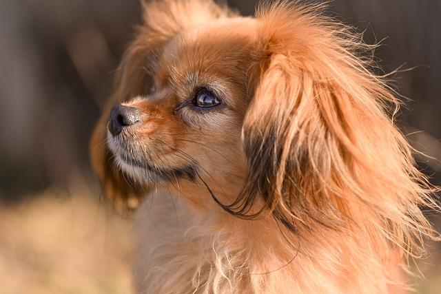 Výchova a trénink tibetského španěla: Tipy a triky