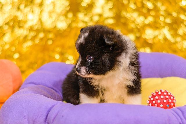 Jaké jsou cenové rozmezí pro štěňata labradorského retrívra