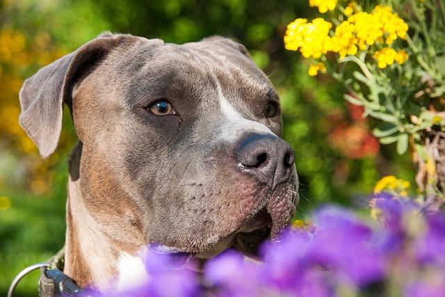 Zdravotní aspekty a péče o Amstaff fenky