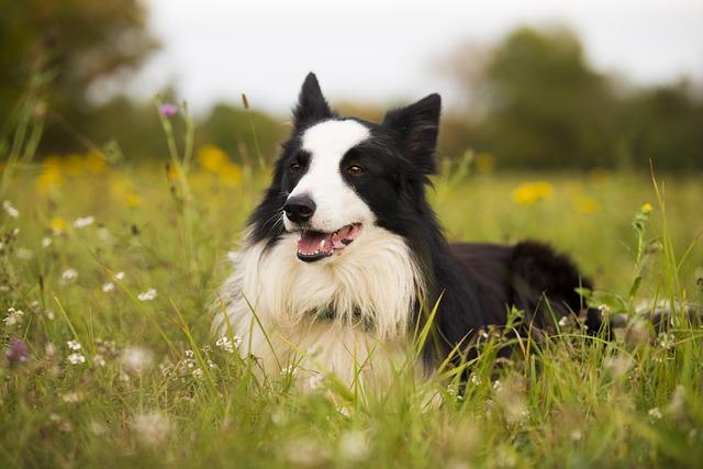 Využití agility jako skvělého sportu pro border kolií