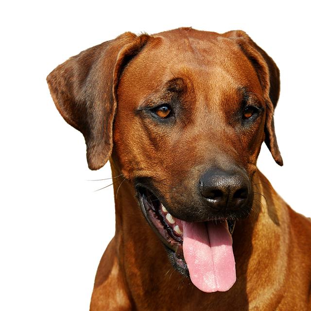 Temperament a chování Ridgeback fena