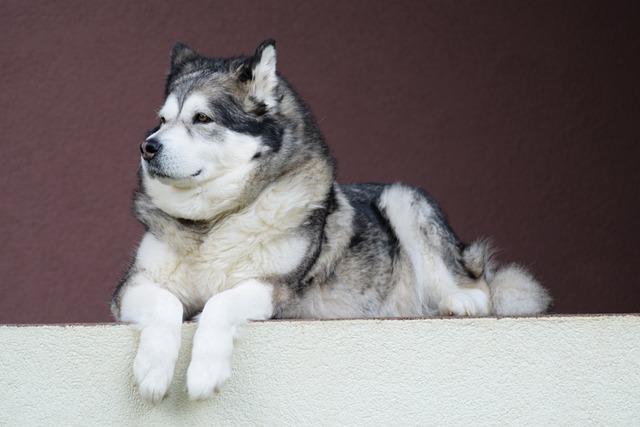 Péče o Malamuta a Huskyho: Tipy pro šťastný a zdravý život