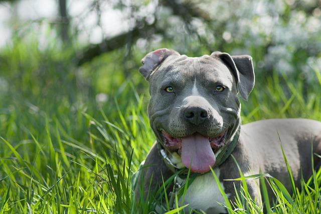 Temperament a povaha Amstaff fen