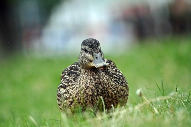 Jak přizpůsobit křížovky různým plemenům a jejich schopnostem