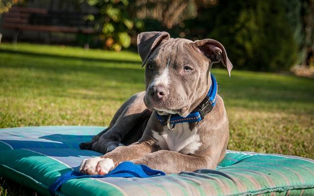 Výchova a školení Amstaff feny: Jak na to?