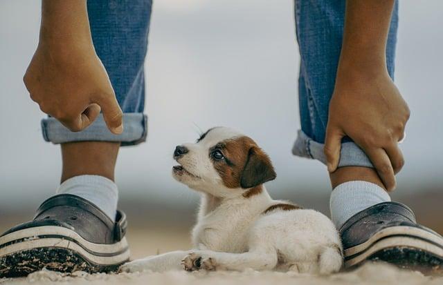 Úvod do světa Jack Russell Drsnosrstého