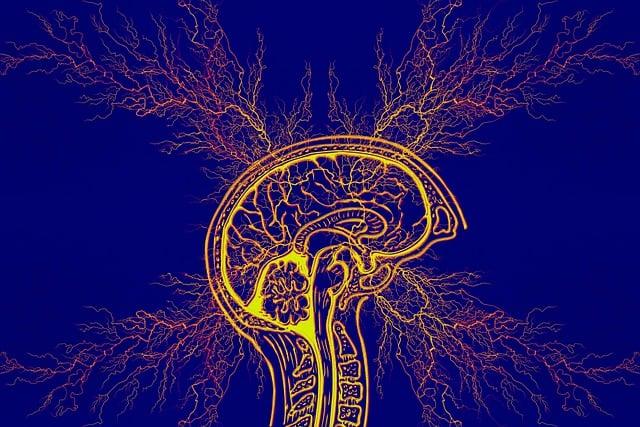 Statistiky prevalence epilepsie u border⁤ kolií: Co říkají výzkumy