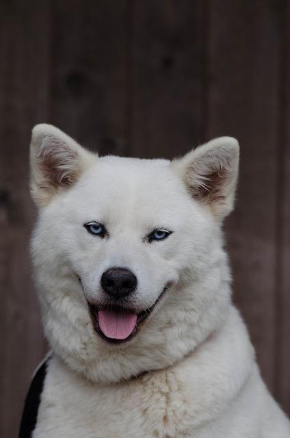 Vzhled a fyzické rysy Akita inu