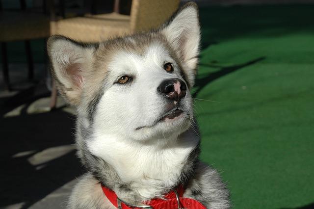 Potřeby a preference Malamuta a Huskyho v domácím prostředí