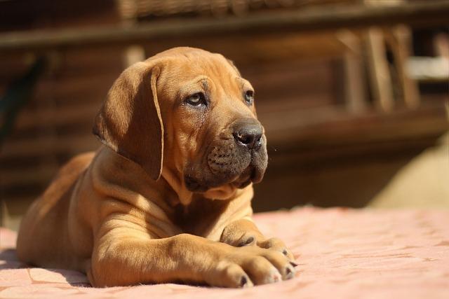 Nevýhody a výzvy spojené s chovem Boerboel feny