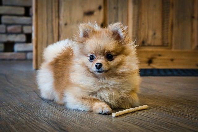 Mohou trpasličí špic a pomeranian‌ žít ​spolu