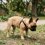 Zdravý francouzský buldoček s průkazem původu venku v parku