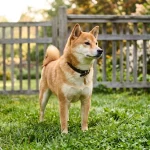Vše o psech na jednom místě: Trénink psů, krmiva a plemena 10 chovatelská stanice shiba